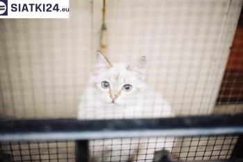 Siatki Kwidzyń - Zabezpieczenie balkonu siatką - Kocia siatka - bezpieczny kot dla terenów Kwidzynia
